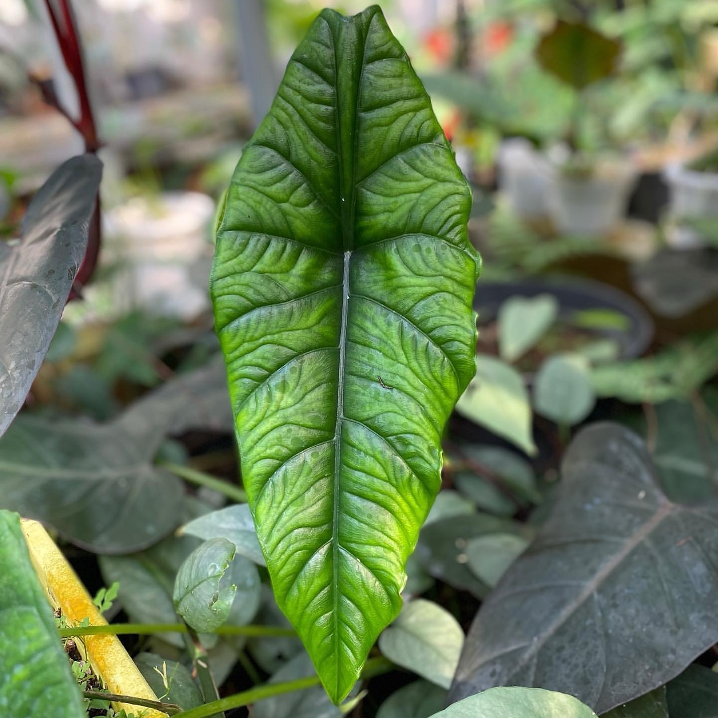 Alocasia Puncak Borneensis